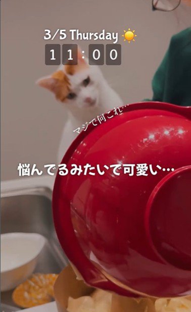 ケーキ作りを座って見ている猫