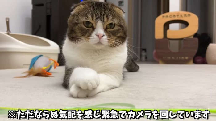 前足を組んでいる猫