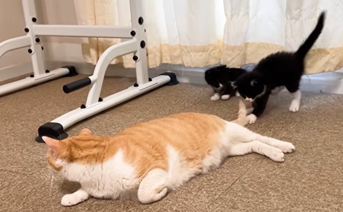 上半身だけあげて横になる猫と猫の尻尾にじゃれる子猫と見守る子猫
