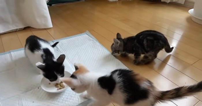 ご飯を食べている子猫
