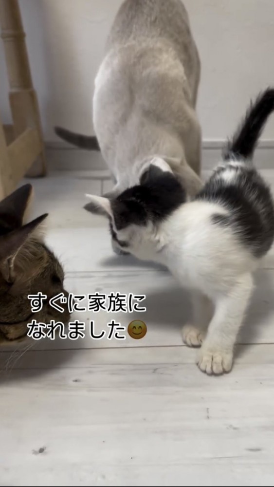 遊ぶ猫たち