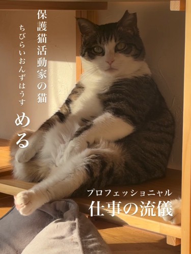 カメラ目線の猫