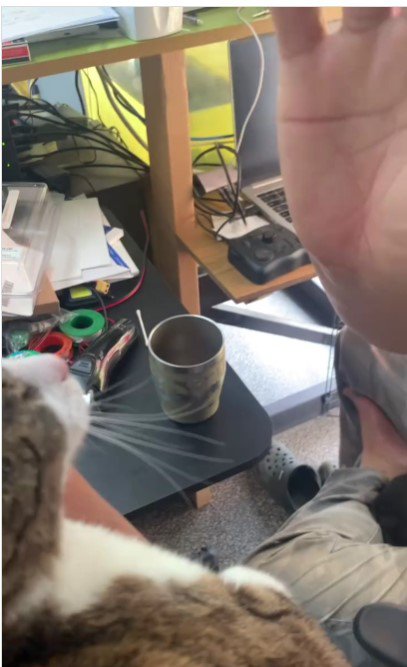 人の手を見ている猫%%いつものお願いします
