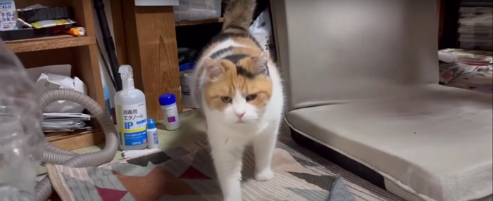 座椅子の横にいる猫%%かまって欲しいのニャ