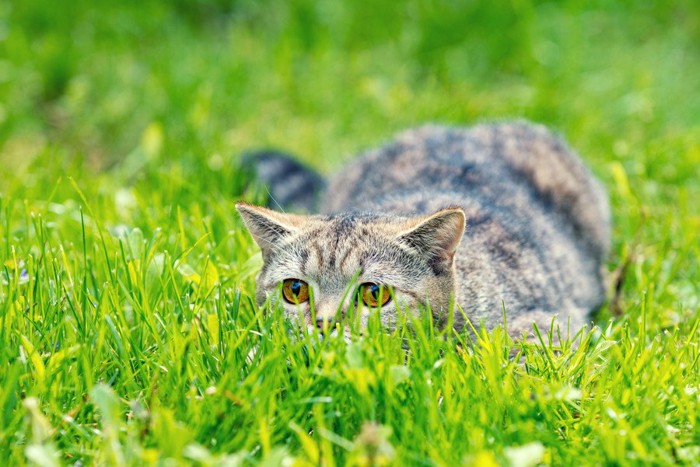 獲物を狙う猫