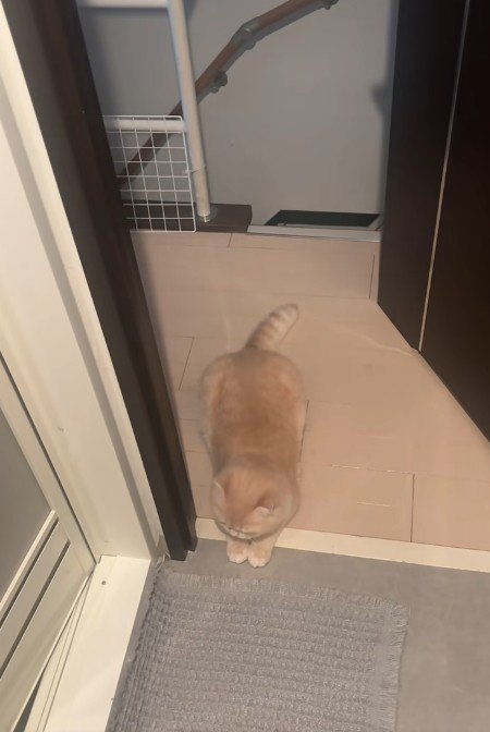 寝そべる猫