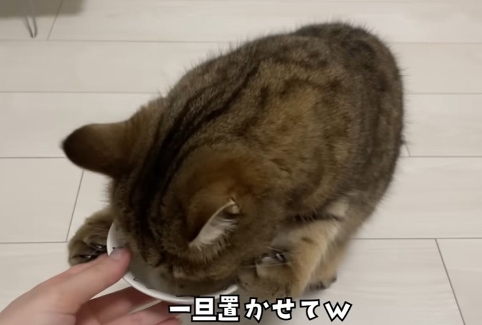 お皿のスープを飲む猫