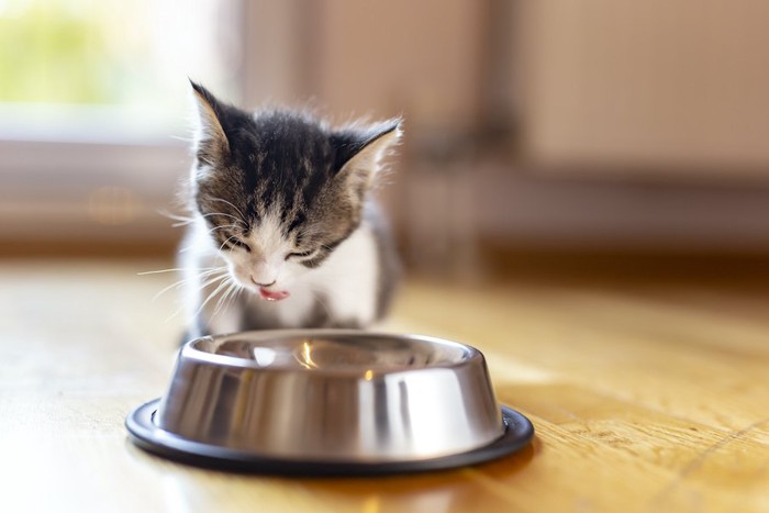 ご飯を食べる子猫