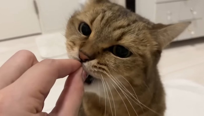 おやつ