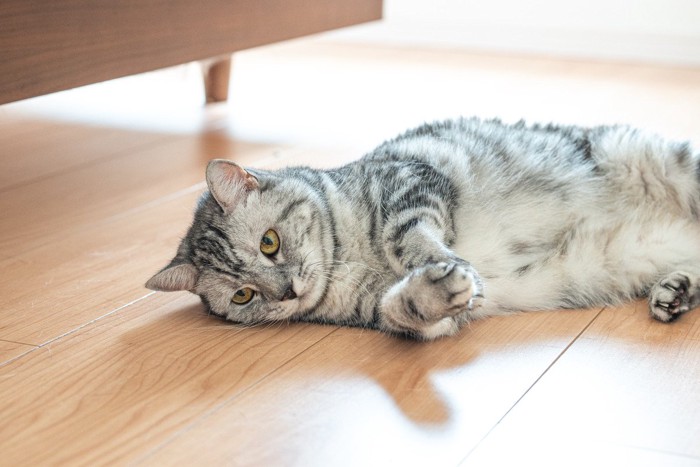 気だるそうに寝転がる猫