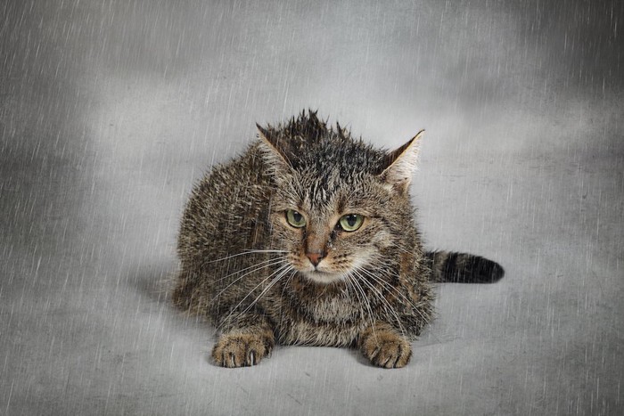 雨降りの中で濡れた猫