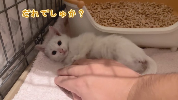 だれでしゅか?