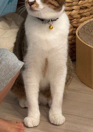 お座りする猫