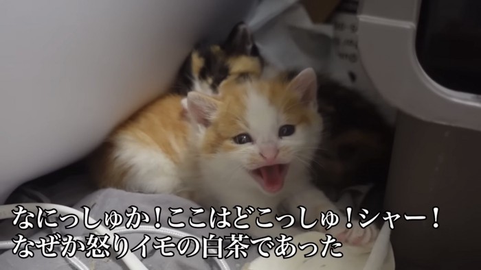 シャーする猫の写真