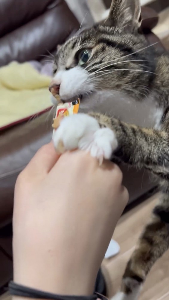 おやつを食べる猫