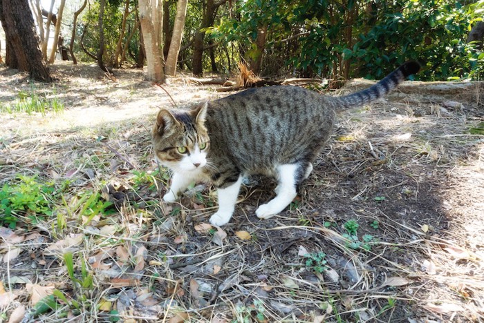 野外でうろうろする猫