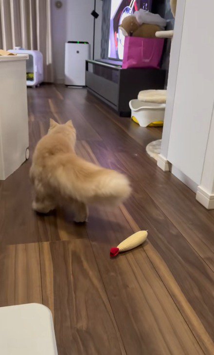 後ろを向く猫