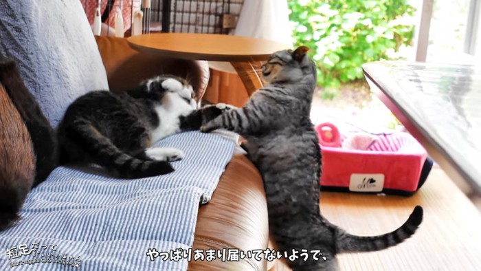 寝そべる猫と立つ猫