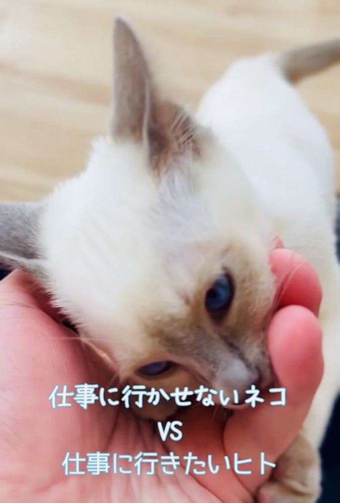 飼い主さんの指を吸う子猫