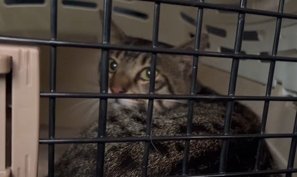 キャリーで横になる猫