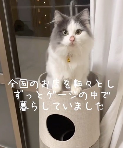 キャットタワーのあさりちゃん