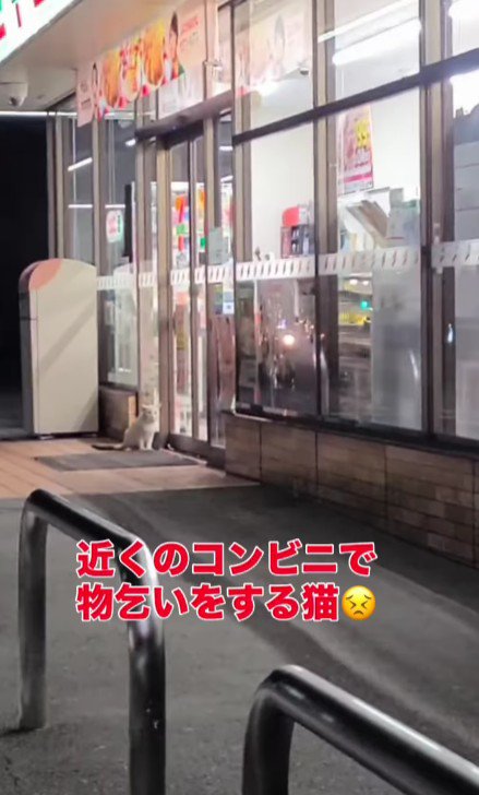 コンビニの前に座り込む猫