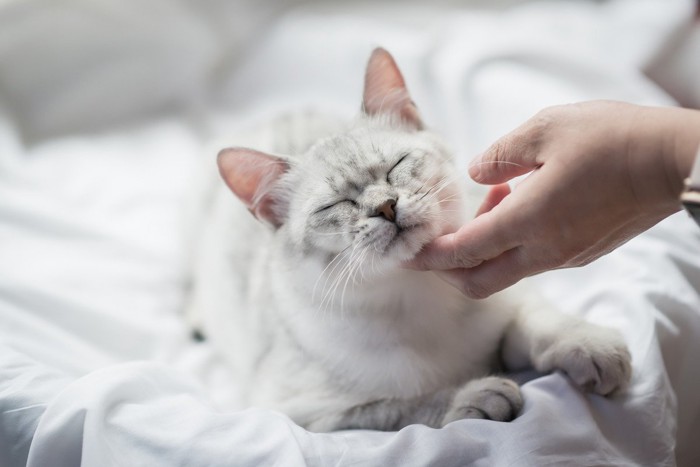 猫の顎を撫でる人の手