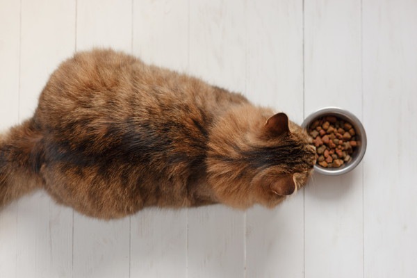 食べ物を見る猫