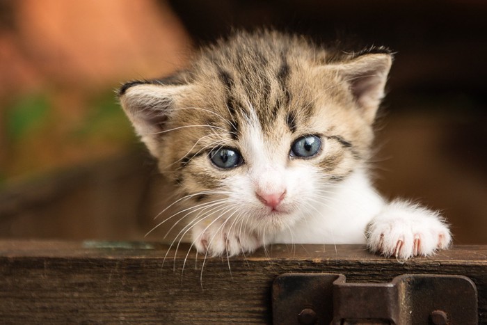 木の箱から身を乗り出す猫