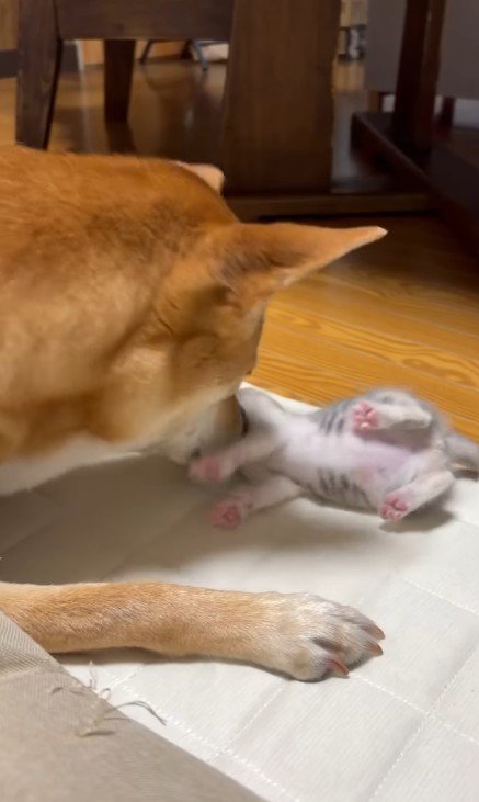 転がる子猫とお世話をする犬