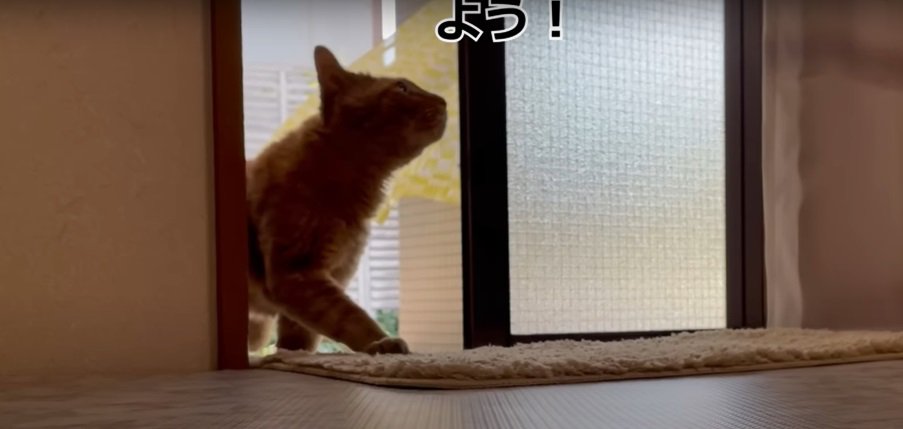 ドアから入ってくる猫