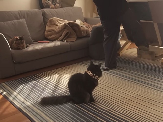 テーブルを動かす人と座っている猫