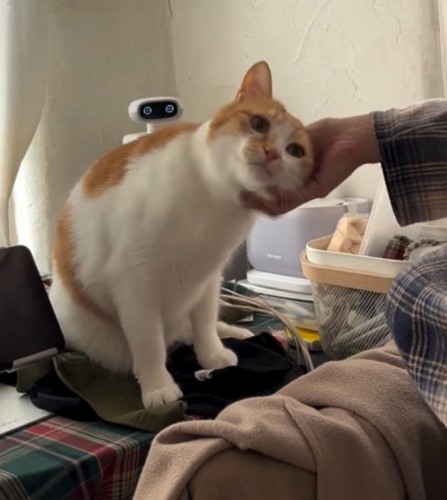 猫の顔を撫でる飼い主