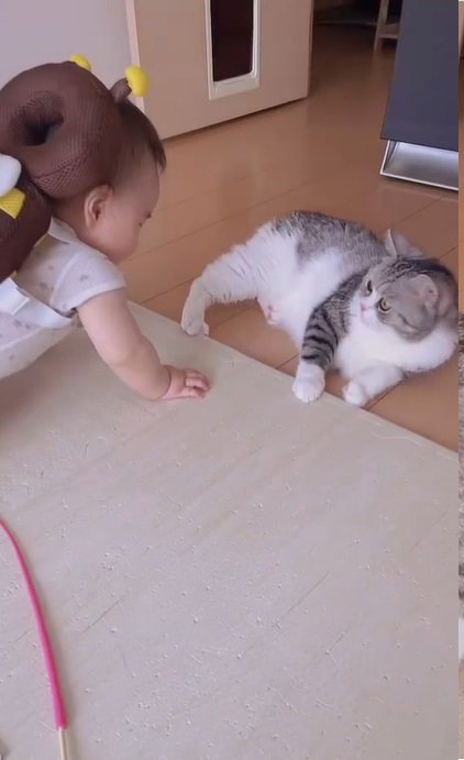 赤ちゃんと猫