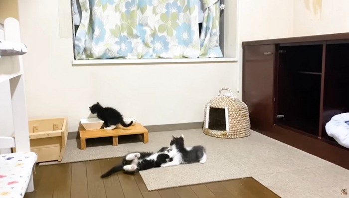 仲良く遊ぶ3匹の子猫