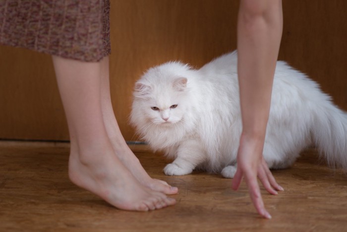 女性の側をウロウロする猫