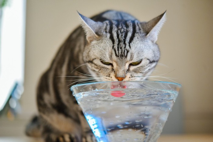 透明の容器から水を飲む猫