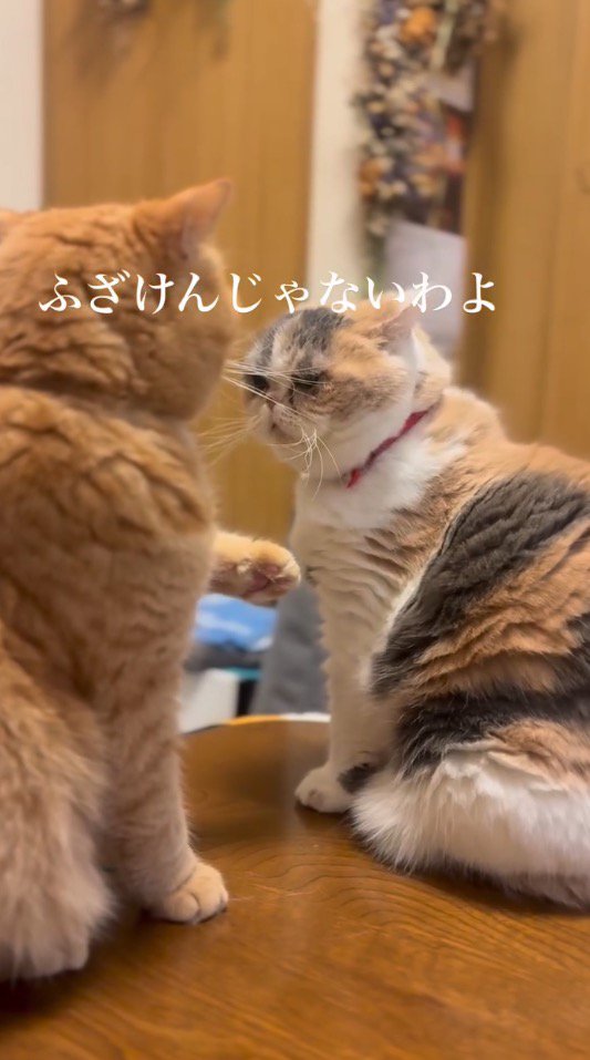 見つめ合う2頭の猫