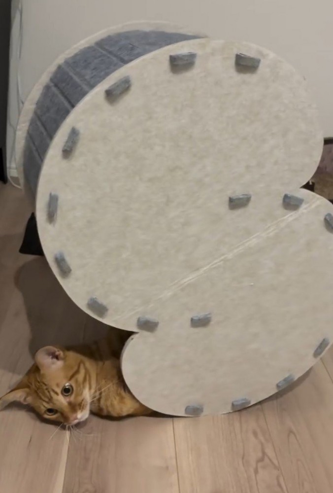 ハウスから顔が滑り出てきた猫2