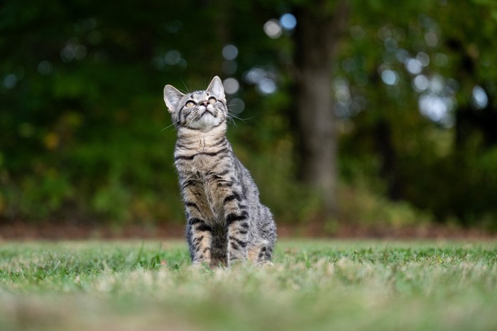 野外で遊ぶトラ猫