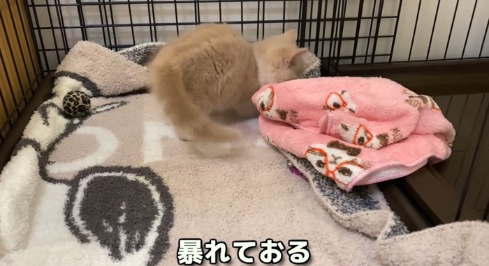 ケージの中の猫