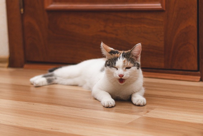 腹ばいになって口を開ける猫