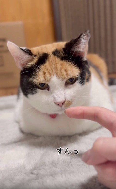 座っている三毛猫