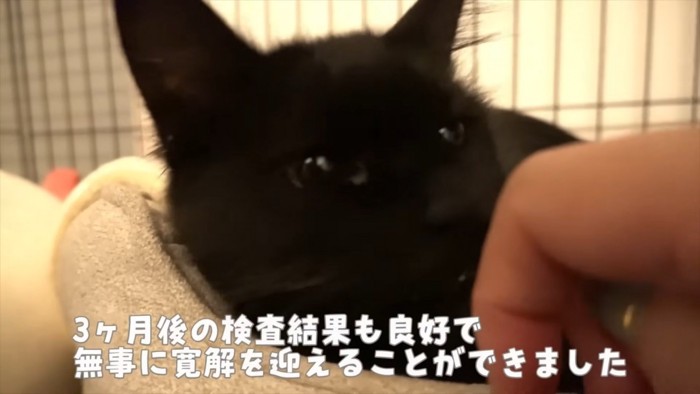 黒猫の顔