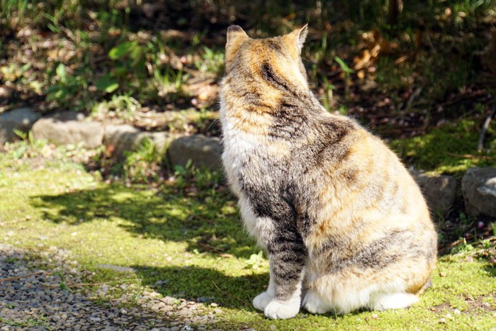 座る猫