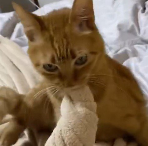 猫が咥えている毛布