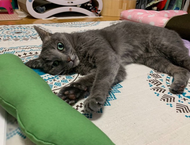 目を見開く猫