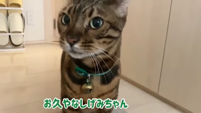 緑色の首輪の猫