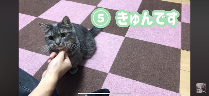 飼い主の手にあごを乗せる猫