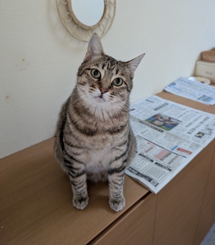 首をかしげる猫